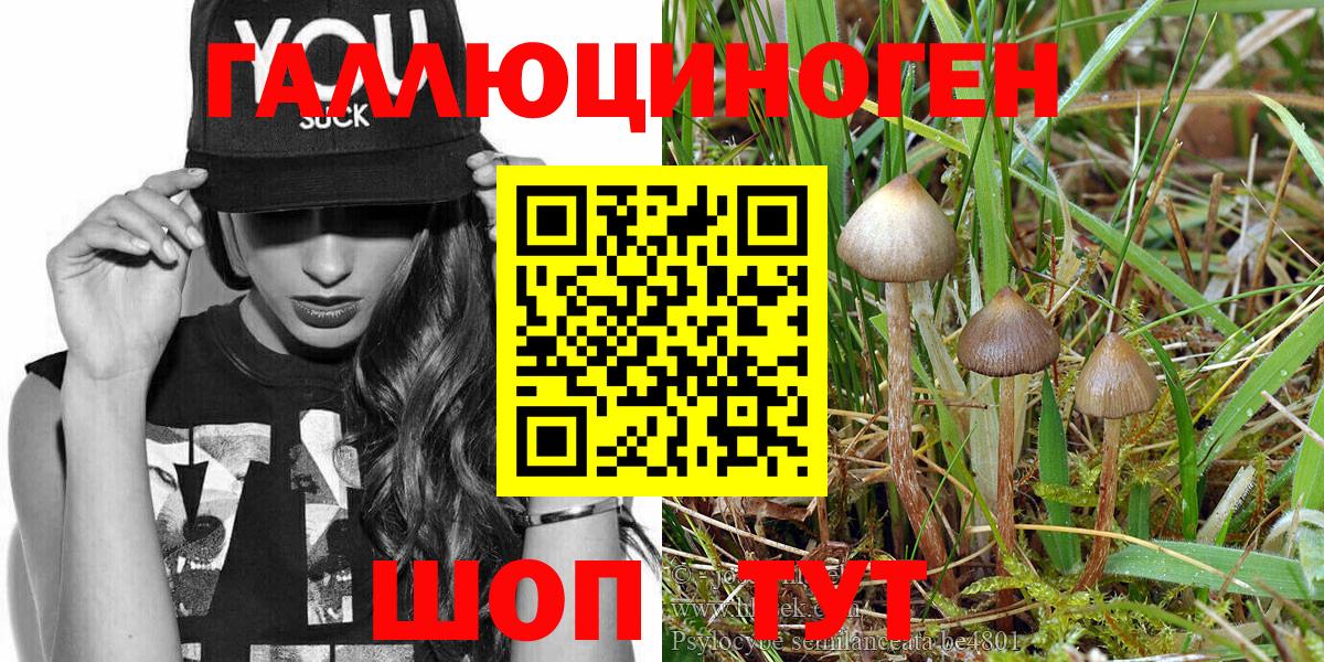 Псилоцибиновые грибы Psilocybe Кемерово